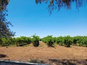 House By The Vines - Morgan