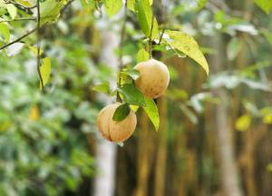 Nutmeg Farmstay with Pool, Vadakkencherry, Palakkad
