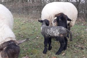 Une fenêtre à la campagne