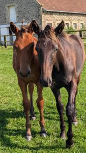 Maisons de vacances Le Gite du Haras d'Havetot : photos des chambres