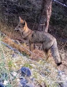 El Pinar en La Ventana - Cabañas