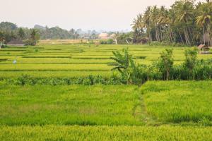 New Moon Villa Ubud
