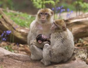 Appartements la cigogne d-Alsace 1 : photos des chambres