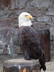 Appartements la cigogne d-Alsace 1 : photos des chambres