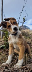 Gästehaus Bergwald - Pötscherjahringerhof