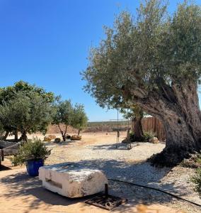 La casa del olivo