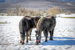 Kuća za odmor - POD VELEBITOM