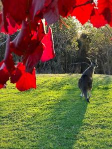 Peaceful getaway in stunning bush setting