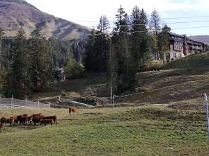 2 pièces spacieux, pied des pistes, 6 personnes, Crève Coeur, Valmorel - FR-1-356-185