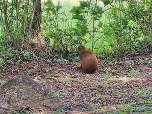 Monte Green Villa Romántica con jacuzzi