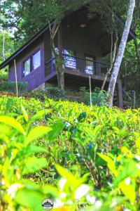 Knuckles breeze villas