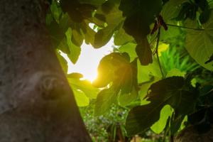 Franzs House - Connies Heritage