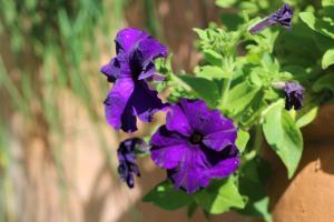 Elfin Hill Vineyard Accommodation