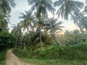 Evergreen Homestay