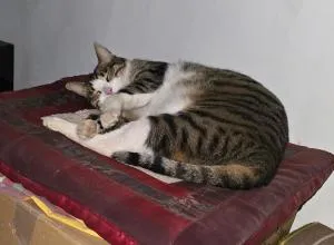 Heder - Giv‘atayim