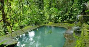 Jungle Retreat Wayanad