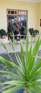 DPari Homestay Magelang