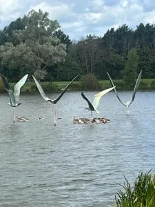 Gladstone cottage - Combridge