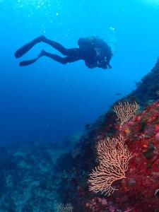 Appartement vue mer Pointe Rouge