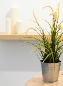 CDZ - Carmen Coronada