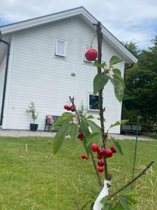 Trädgårdshuset, havsnära och modernt