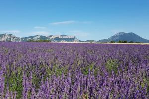 Maisons de vacances Maison Parc du Verdon - Clim & Terrasse ombragee : photos des chambres