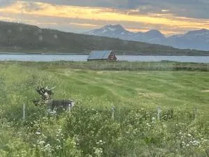 Hos Laura & Valdemar - Langfjord
