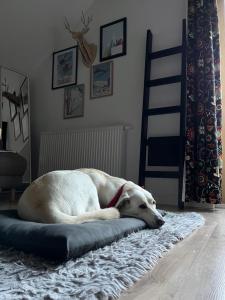 Apartament Folkowe Podgórze