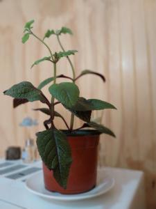 ACOGEDOR DEPARTAMENTO