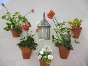 Junto a la casa natal de Picasso