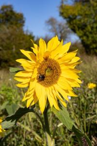 Bramley Cabin Suffolk Relaxing Getaway