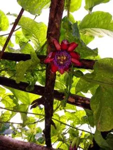 Casa Natureza - 巴拉那皮亚卡巴