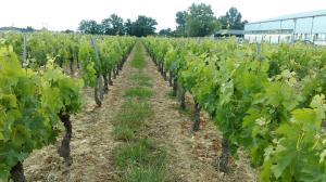 Château Laborde Caudalie