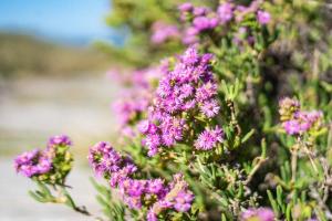 Sunrise Beach Cottage
