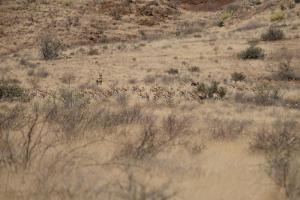 Alt Duwisib Nature Escape