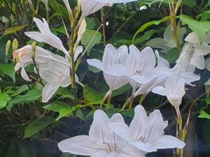 Belle vallée Cottage