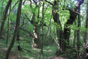 Hermit Room in The Ghost Town of Zerni