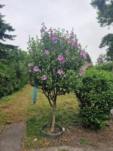 Haus mit Garten, U Bahn Nähe, gratis Parkplätze