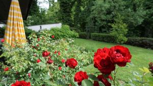 Ferienwohnung Oase am Rosenhag