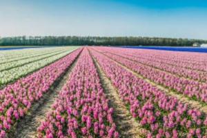 Chalet with sauna close to the sea