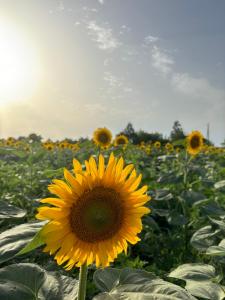 Nóra Körös-parti Nyaralója