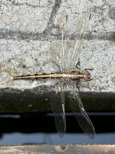 Nóra Körös-parti Nyaralója