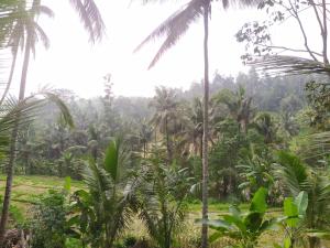 Cabin D Bendul and Warung