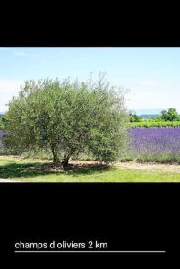 Villas #Aillan Herve #Maison avec piscine privee en provence : photos des chambres