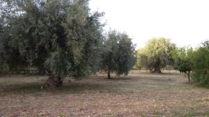 Dimore del Carrubo Nord