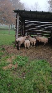 Campings logement au coeur de la nature : photos des chambres