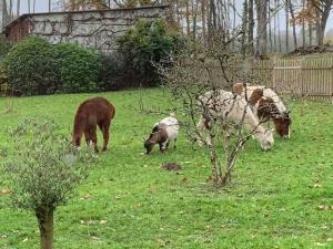 Campings logement au coeur de la nature : photos des chambres