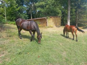 Campings logement au coeur de la nature : photos des chambres