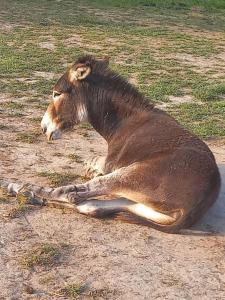 Campings logement au coeur de la nature : photos des chambres