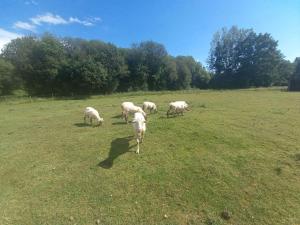 Campings logement au coeur de la nature : photos des chambres